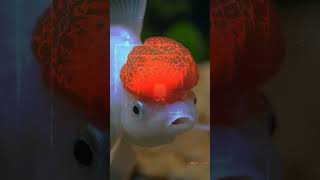 🐟 Goldfish Memory: Myth Busted! 🤯 (Science-Backed)