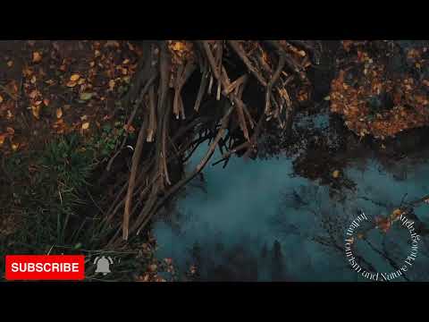 Live streaming of Nature Photography