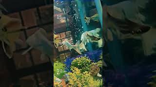 biggest fish tank with cute little turtle #fishtank #fishing #seafood