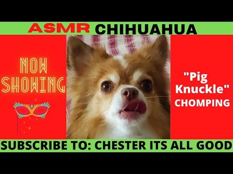 ASMR Dog CHIHUAHUA Chomping Pig Knuckle🐖