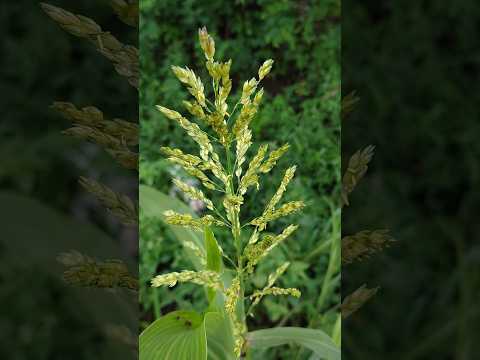 আমার দিনগুলি আজ যায় হারি আঁধারে 🥰 #shortvideo #viral #nature #shots