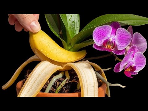 Place it at the base, and roots and new shoots will quickly sprout