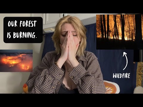 My Beloved Forest Is Burning