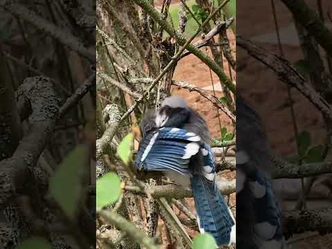 Young Blue Jay Cleaning
