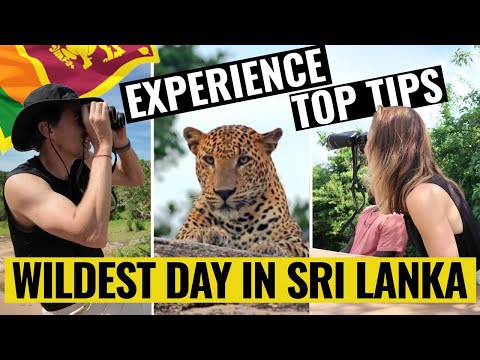 Yala National Park: EPIC Full-Day Safari!  (Leopards, Elephants & Must-Know Tips!)