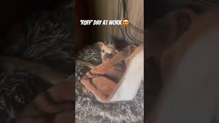 Just another ‘ruff’ day at the office 😂🐾 #workvibes #officedogs #doglife #funnyanimals #dogshorts