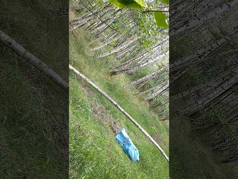 Elm Short Self Bow Shooting