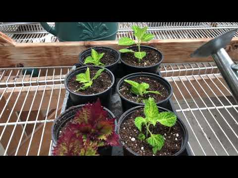 cloning coleus
