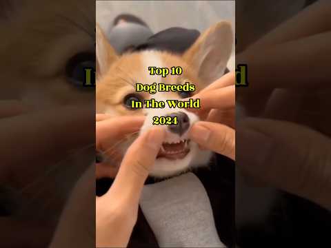 Top 10 Dog Breeds In The World 2024 🌎 | World Top 10 Zone