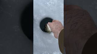 Bass release! #getoutdoors #icefishing #catchandrelease #largemouthbassfishing #fishing