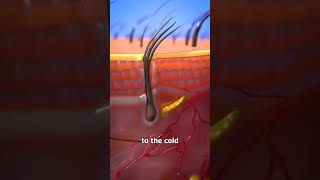 How Goosebumps occur  # what happens when someone feels cold credit: @zackdfilms
