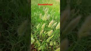 Grow Green Gold#learnwithpranjal #shorts #green