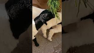 goat market pakistan/#goat#bangladesh#breeding#turkey#fresh#karachitv/