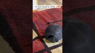 That’s not a turtle!! 😂❤️#howtogetviewsonyoutubechannel  #seo