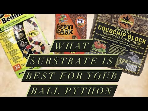 Substrate for your Ball Python!!!