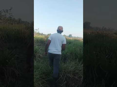 #shorts #nature #naturelovers #relaxingmusic #relaxing