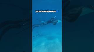 Would you dance with stingrays⁉️ #underwater #dance #stingrays #ocean #magic #a