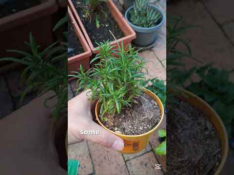 I got new plants #gardening #mybackyardgarden #budgetcooking #garden #gardendelight