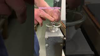 Venom extractions from Wagner’s vipers! #venomous #venomoussnake #viper #montivipera #rare