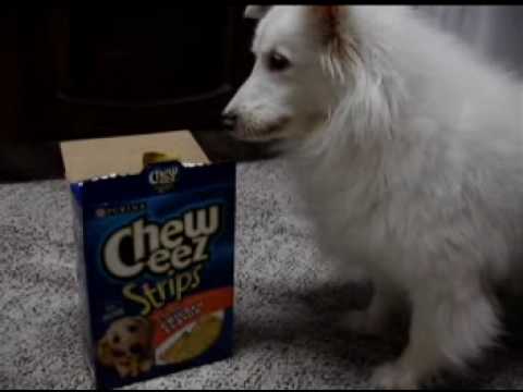 Double Merle Sheltie wants a Chewy!