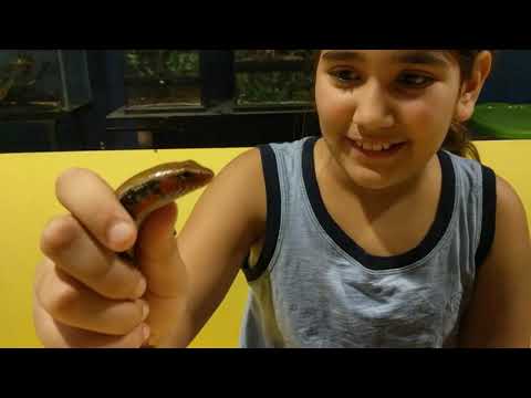 showing my new fire skink! READ DESCRIPTION!