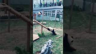 Cute & Clumsy Pandas Compilation