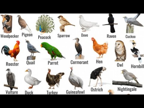 Birds names in english in live