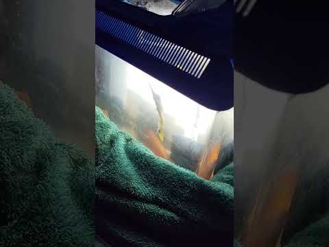 longnose butterfly qt behavior
