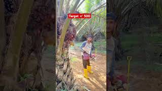 Target 🎯 500 #malaysia #india #shorts #viralshorts #ytshortsvideo #foryou #harvesting
