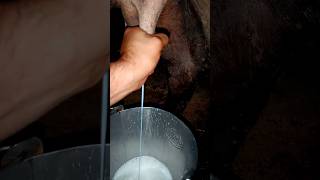 My First Mini Vlog #shorts #vlog #minivlog #technicalkochi