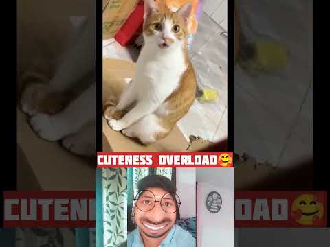 Cat funny moments #cat #funny #shorts #viral