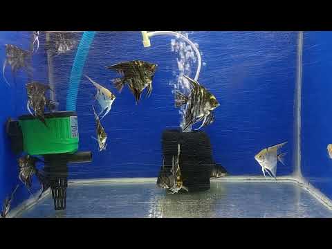 Fishes New Stock Update 26 07 23