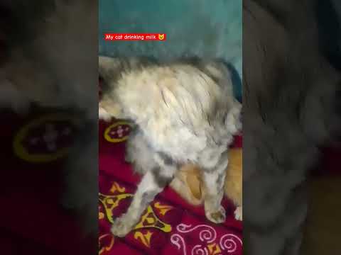 My cat is drinking milk 🐈‍⬛🐈 #cat #shortviral #subscribe #cuteanimals #unfreezmyaccout