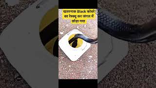 सांप पकड़ने के लिए संपर्क करें #shortsvideo #snakesofinstagram #viralvideo #ballpython #petsnake