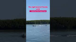 Experience the wild side of Florida at Shell Key! #exploreflorida #getupandgokayaking #dolphin