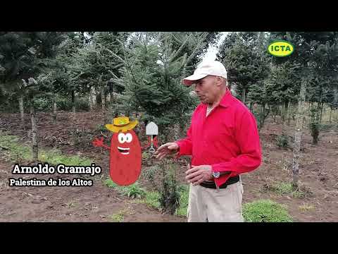 ICTA Loman Roja, variedad de papa oblonga resistente al nematodo del quiste