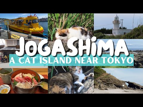 LIVING IN JAPAN 034 | Jogashima Island | Cat Island Near Tokyo | Misaki Port | Tokyo Day Trip