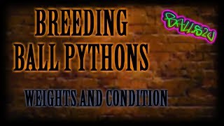 Breeding Ball Pythons Part 1: weights and conditions