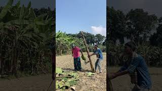 How banana are funny cutting (Instance-228) #viral #shorts