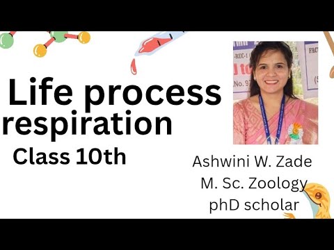 Respiration  class 10th