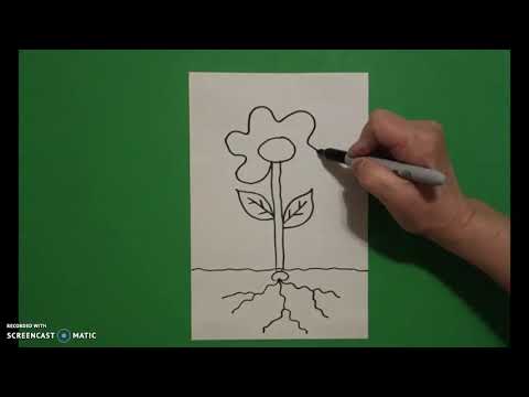 Directed Drawing: Parts of a Plant