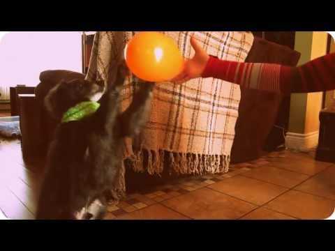 Incredible rescue dog!!!! ♥ Petit chien absolument épatant!!!! [Chico, caniche miniature x]