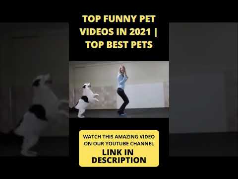 Top Funny Pet Videos in 2021 | #shorts