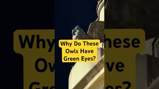 The Green-Eyed Owls in Herald Square #nyc #nychistory #didyouknow #exploreny #heraldsquare #fyi