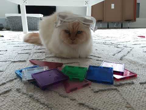 Kitty Cute Cat Part2 #shorts #cutecat #cute #trending