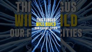 UNBELIEVABLE! This Fungus Will BUILD Our Future Cities (You Won't Believe It!)
