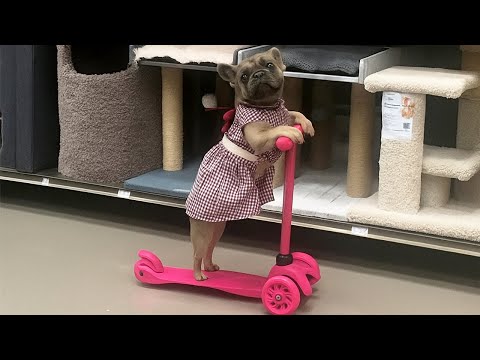 Animals Who Deserve Their Own Show 🎬😂