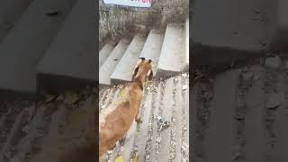 ছাগল টি অনেক সুন্দর | goat