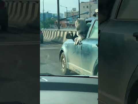 21st Century Dog on a Morning Walk!