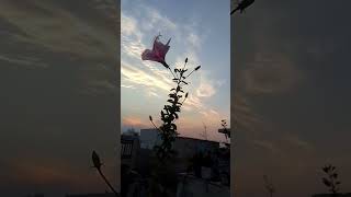 Cool weather🌺🌺#trending#status#flowers#flowerstatus#youtubechennal#whatsappstatus#youtube#youtube.